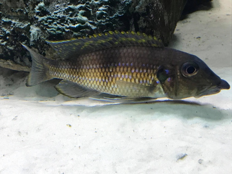 Gnathochromis permaxillaris 'Chituta Bay'